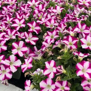 Petunia headliner Raspberry Swirl(1)