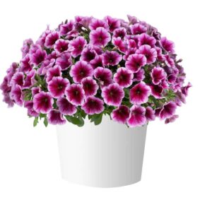 Petunia_vegetative_Capella_Fuchsia_lace_Pot on Sweep