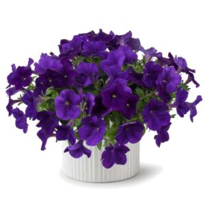 Petunia_vegetative_Cascadias_Indigo_improved_Pot on Sweep