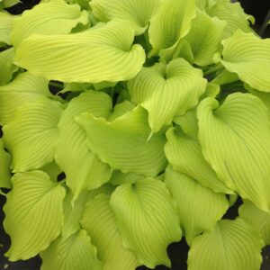 Dancing Queen_HH (1)