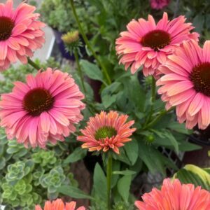 Echinacea sunseeker rainbow