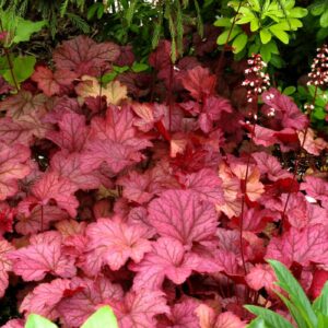 Heuchera_Berry_Smoothie_7b (1) (1)