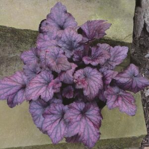 Heuchera Electric Plum_CJW14 (1) (1) (1)