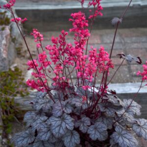 Heuchera Timeless Treasure_CJW16 (6) (1)