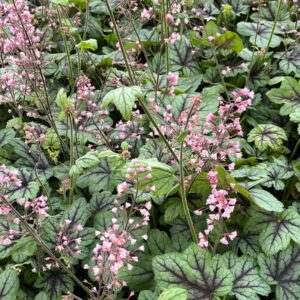 Heucherella pink fizz (1)