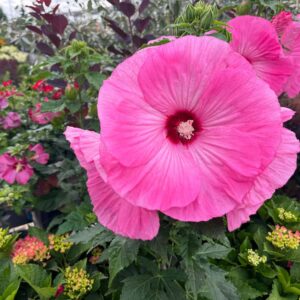 Hibiscus airbrush effect