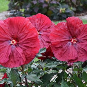 HIBISCUS BLACKBERRY MERLOT_Bloom_Bloom (1)
