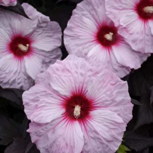 HIBISCUS DARK MYSTERY_Bloom_Bloom (1)