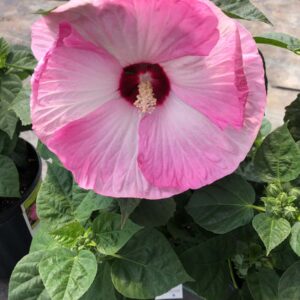 Hibiscus luna pink swirl