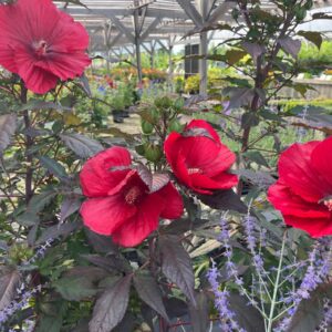 Hibiscus midnight marvel