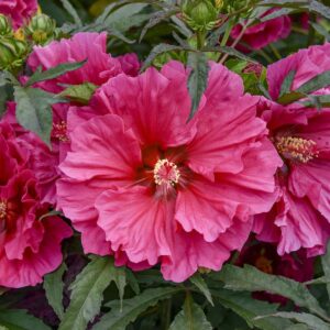 HIBISCUS WATERMELON RUFFLES_Bloom_Bloom (1) (1)