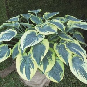 Hosta Blue Ivory