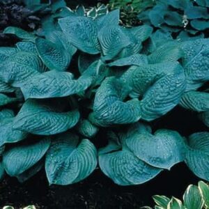 Hosta Blue Umbrellas
