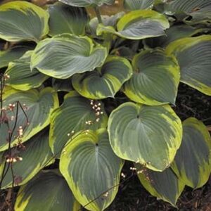 Hosta Earth Angel