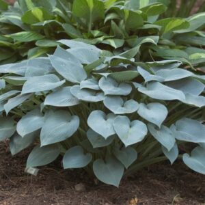Hosta Halcyon