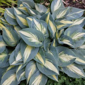 Hosta High Society_HH (2) (1)
