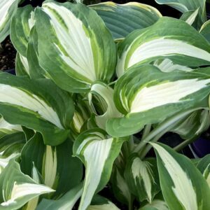 Hosta mediovariegata (1)
