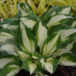 Hosta Vulcan_CJW14 (2) (1) (2)