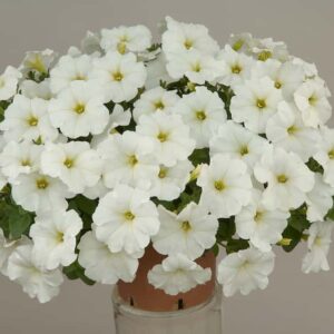 Petunia Ray White(1)