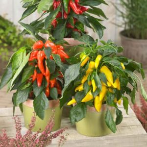 Piment Pillar Galaxy 3 couleurs